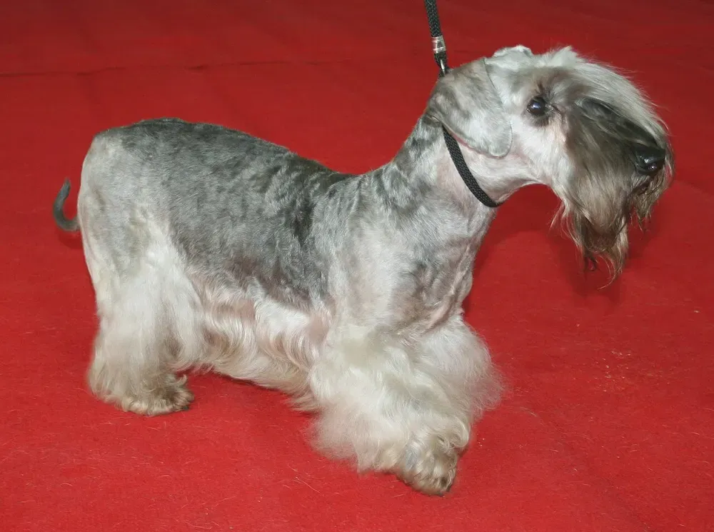 Terrier checo: foto 3