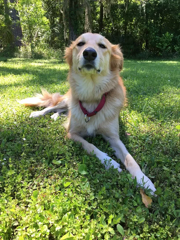 Golden retriever: foto 3