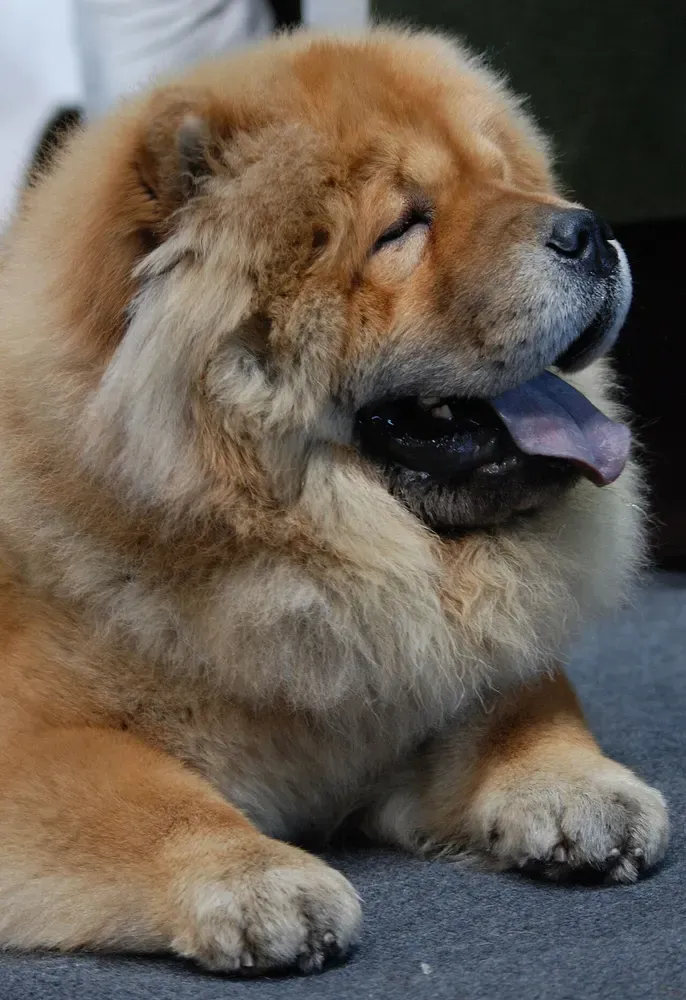 Chow chow: foto 3