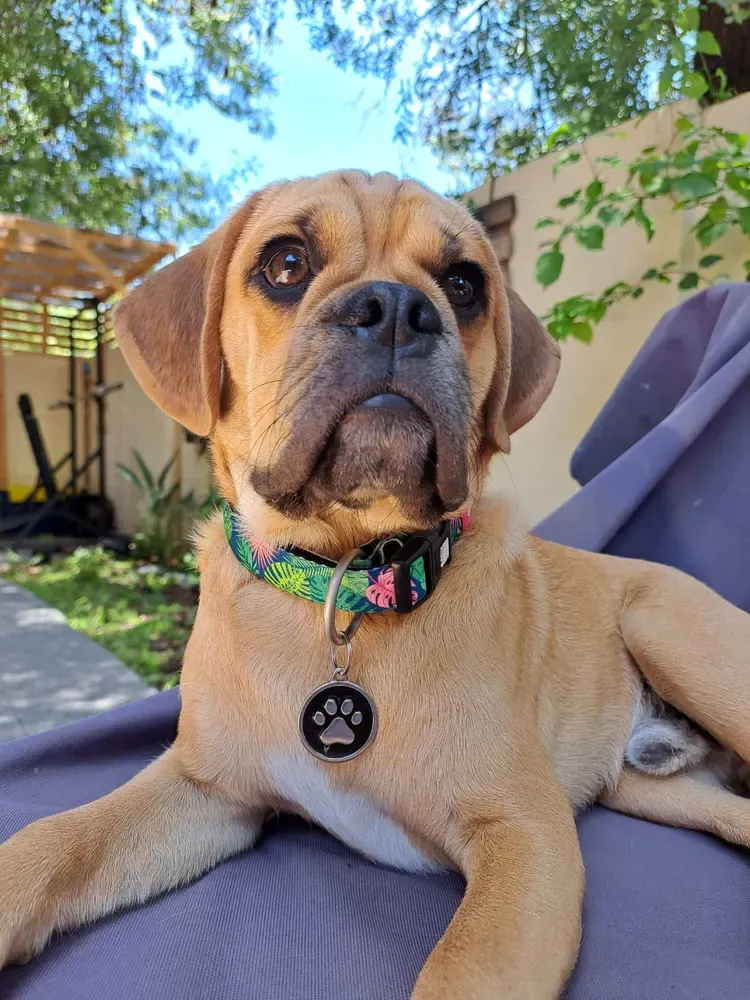 Puggle: foto 3