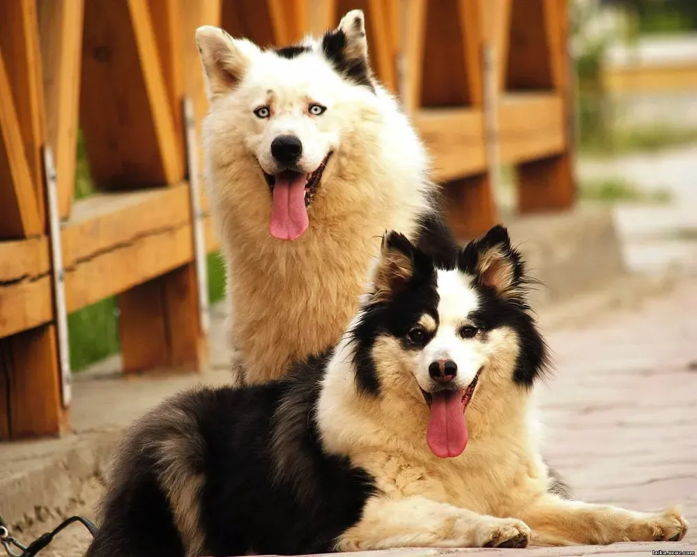 Laika de Yakutia: foto 3
