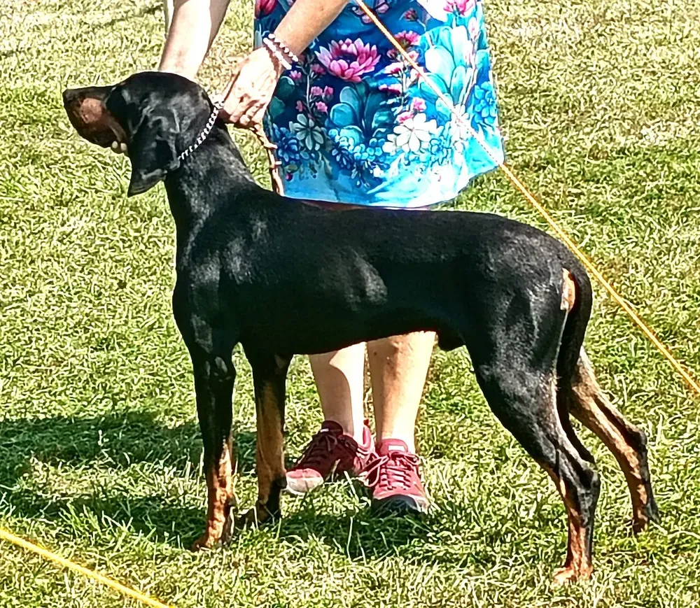 Sabueso austriaco negro y fuego: foto 3