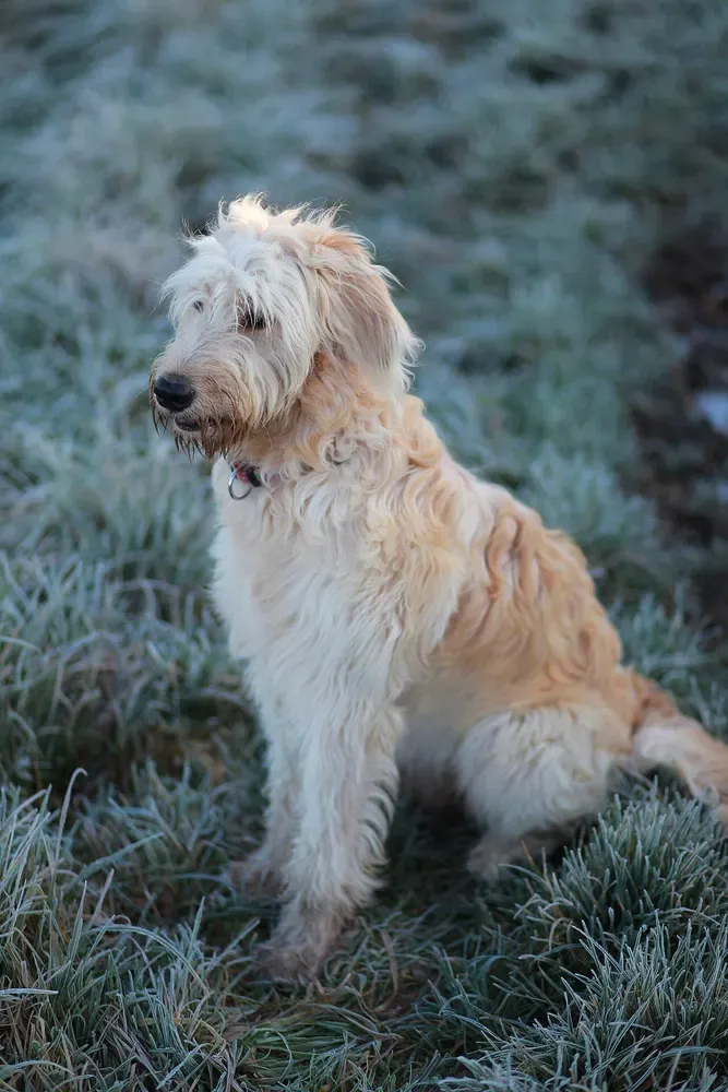 Goldendoodle: foto 3