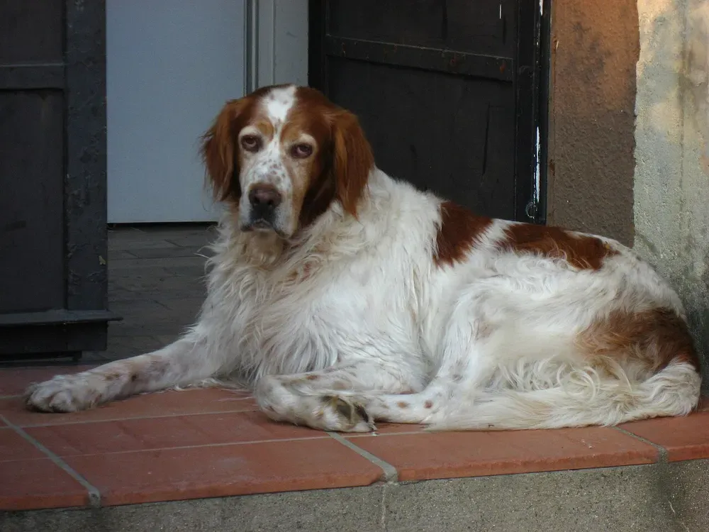 Setter irlandés rojo y blanco: foto 3