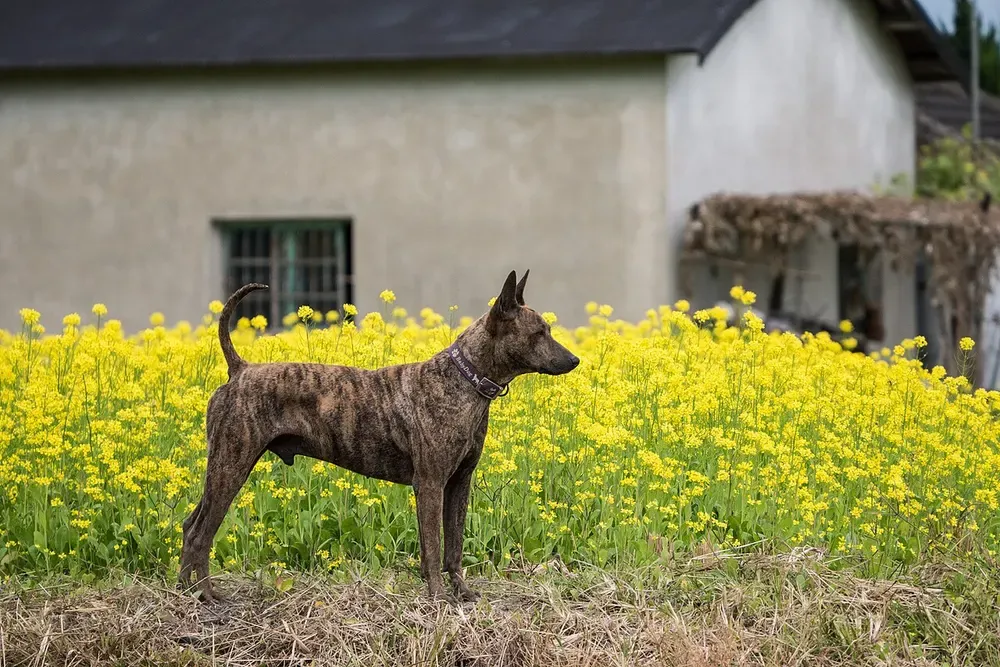 Perro de Taiwán: foto 3