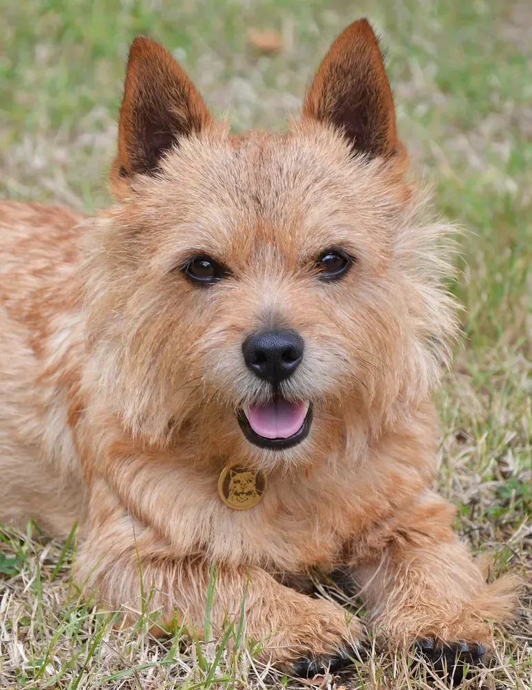 Norwich terrier: foto 3