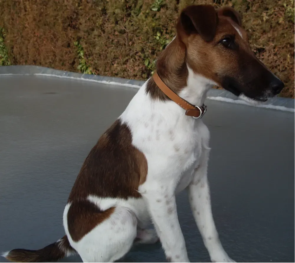 Fox terrier de pelo liso: foto 3