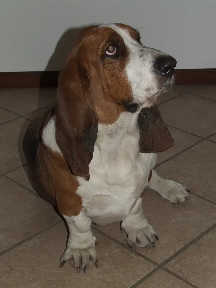 Basset hound: foto 4