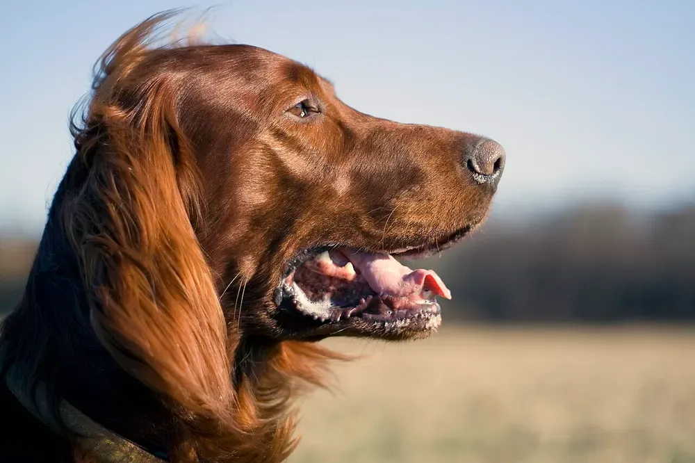 Setter irlandés: foto 4