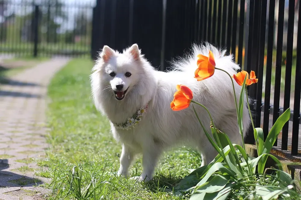 Spitz japonés: foto 4