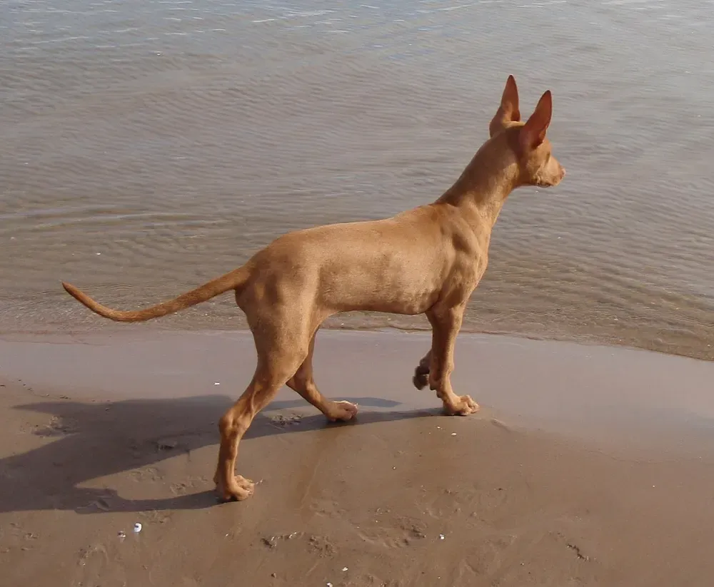 Perro del faraón: foto 4