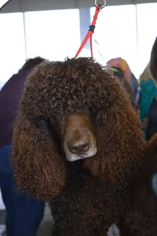 Spaniel de agua irlandés: foto 4