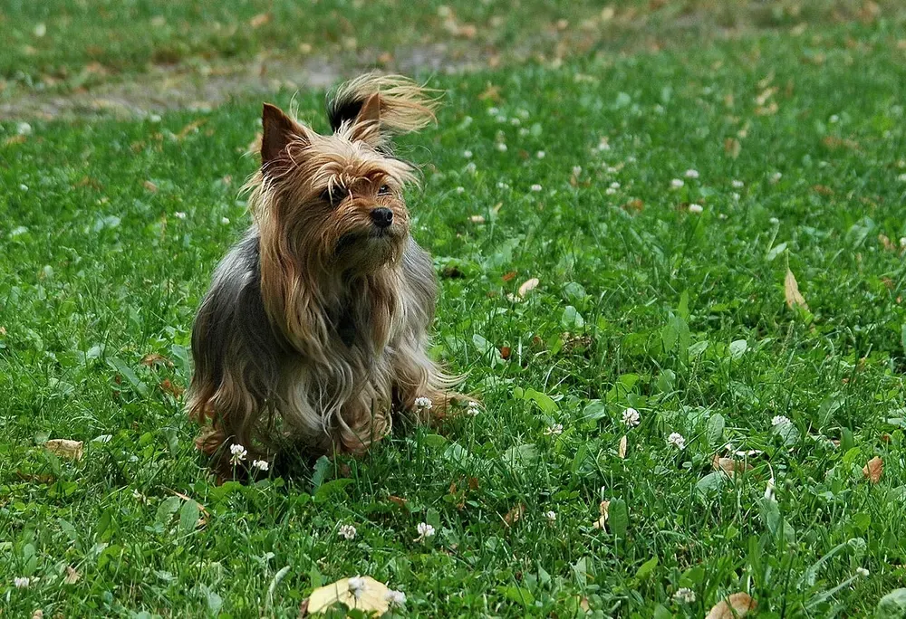 Yorkshire terrier: foto 4