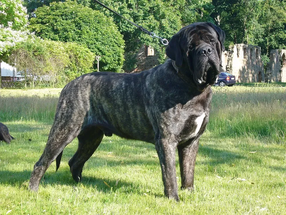 Mastín inglés (Mastiff): foto 4