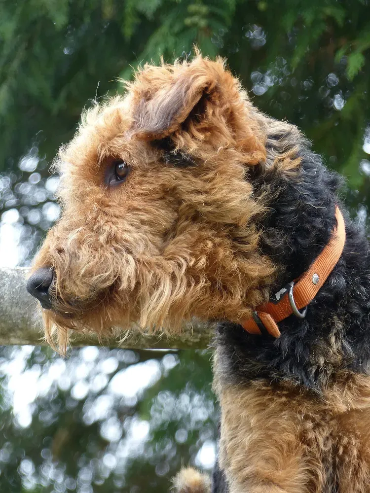 Airedale terrier: foto 4