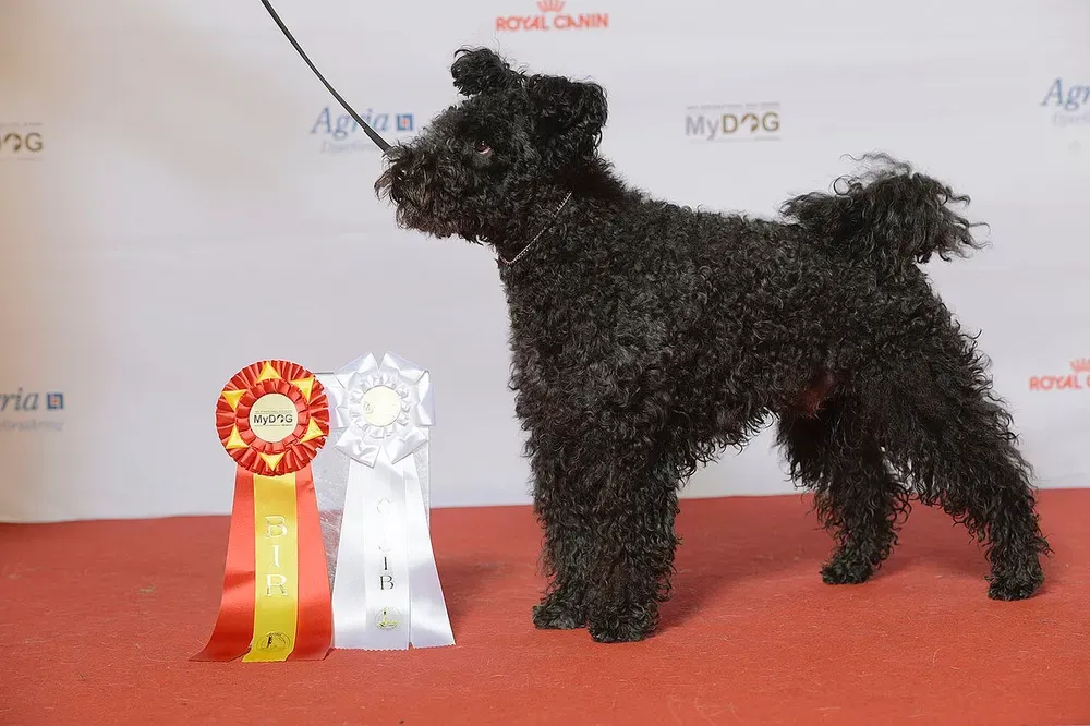Pumi: foto 4