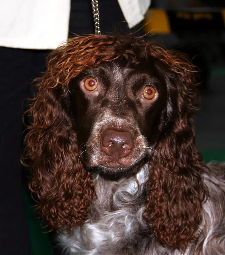 Spaniel de Pont-Audemer: foto 4
