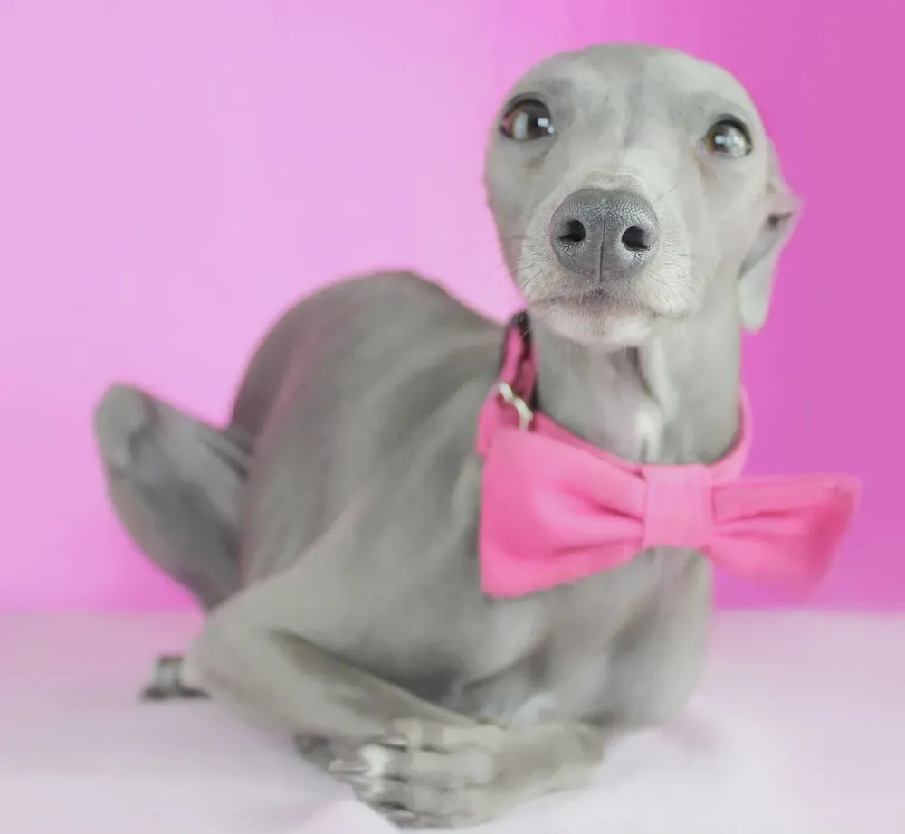 Galgo italiano: foto 4