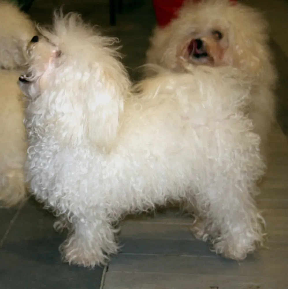Bichón boloñés: foto 4