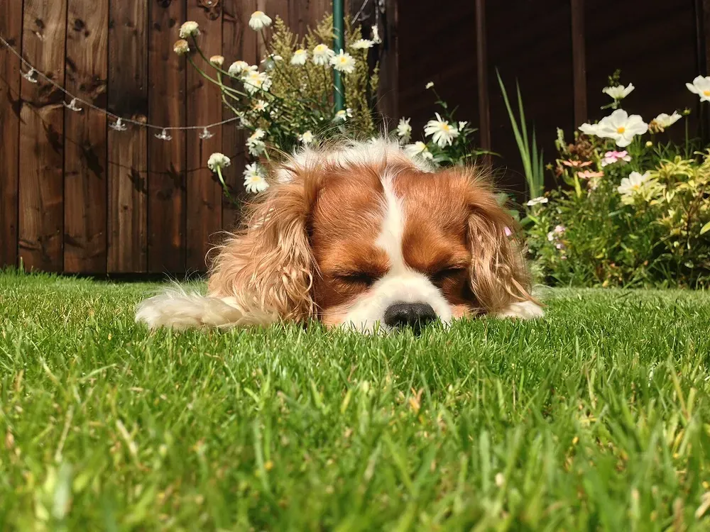 King Charles spaniel: foto 4