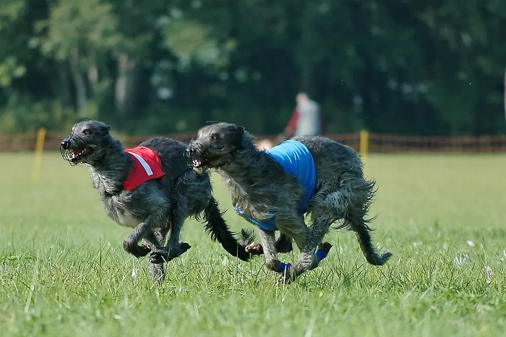 Lebrel escocés (Deerhound): foto 4