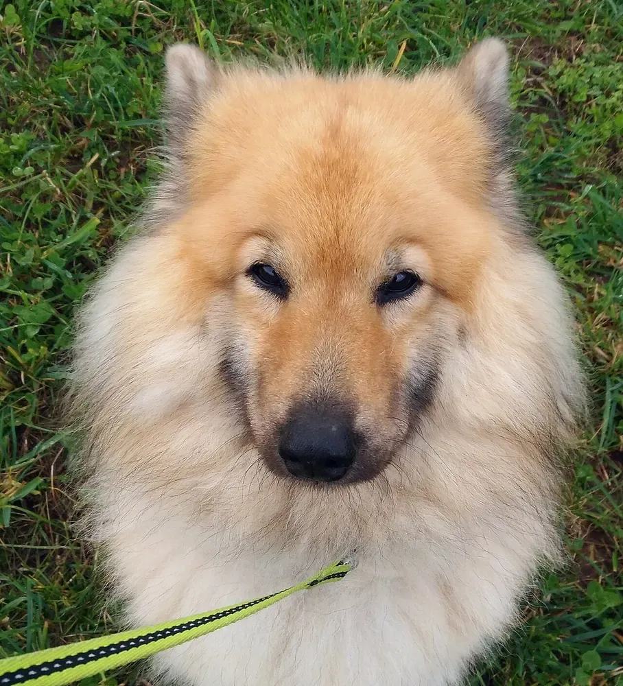 Eurasier: foto 4