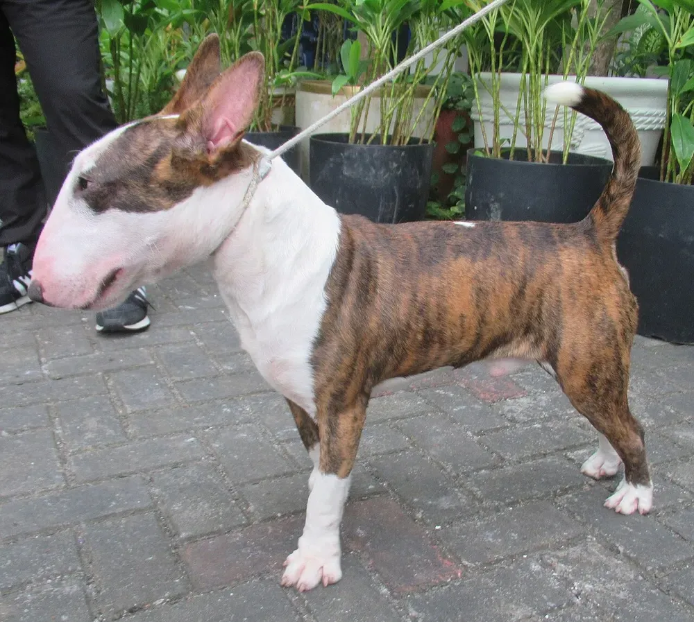 Bull terrier miniatura: foto 4