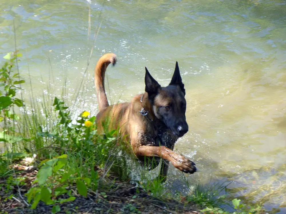 Pastor belga malinois: foto 4