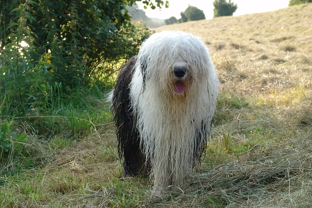 Bobtail (antiguo pastor inglés): foto 4