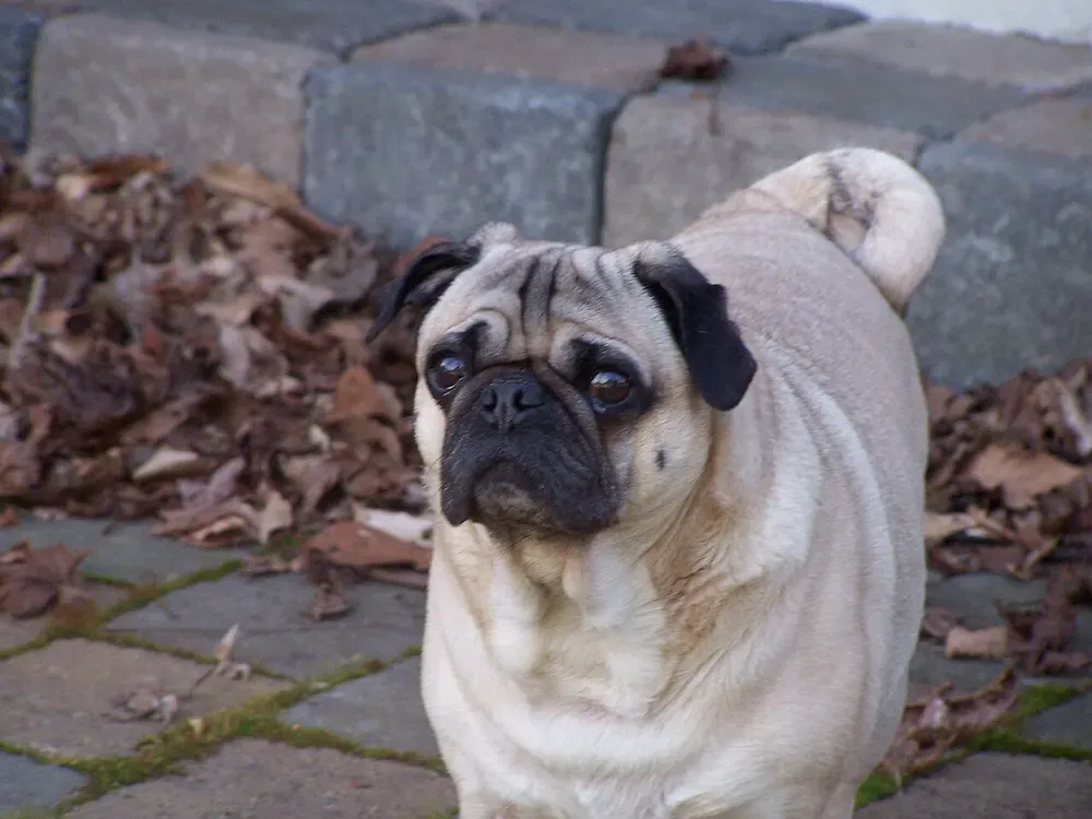 Carlino (pug): foto 4