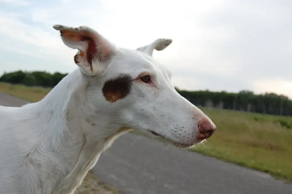 Podenco ibicenco: foto 4