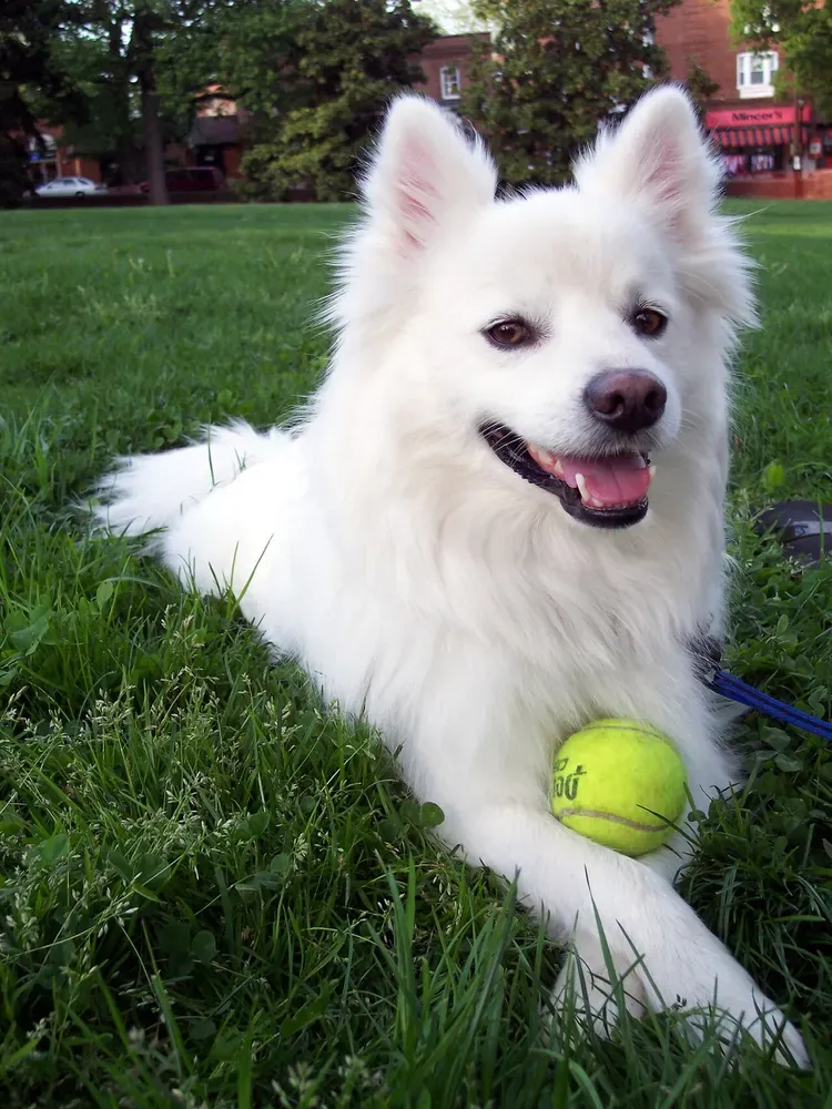 American Eskimo Dog: foto 4