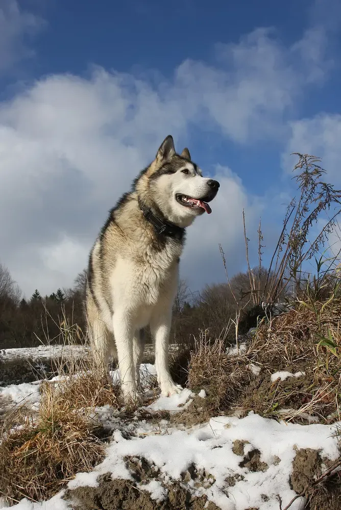 Alaskan malamute: foto 4