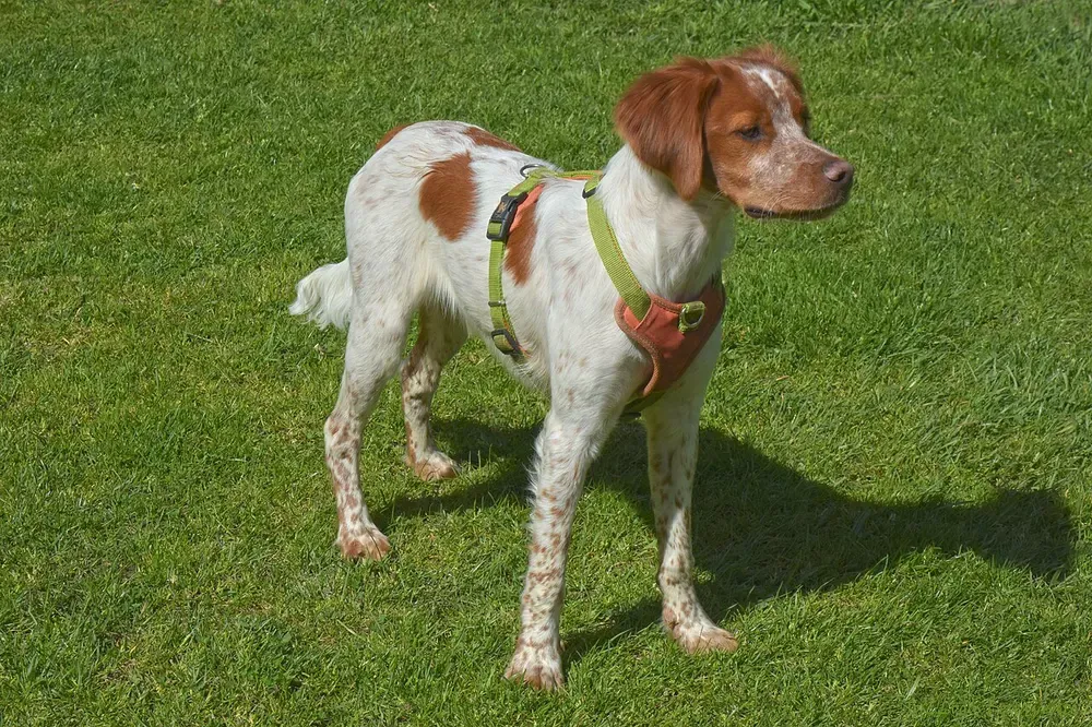 Epagneul bretón: foto 4