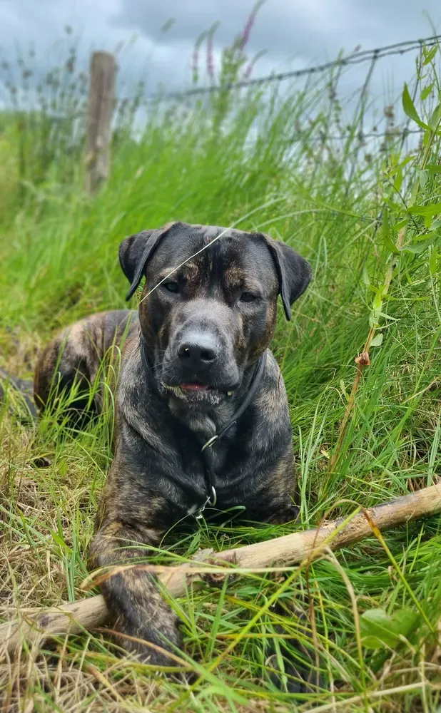 Presa canario: foto 4
