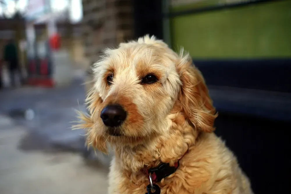 Goldendoodle: foto 4