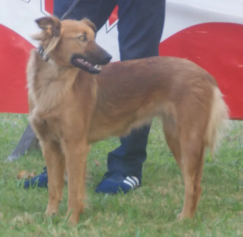 Pastor vasco (Euskal artzain txakurra): foto 4