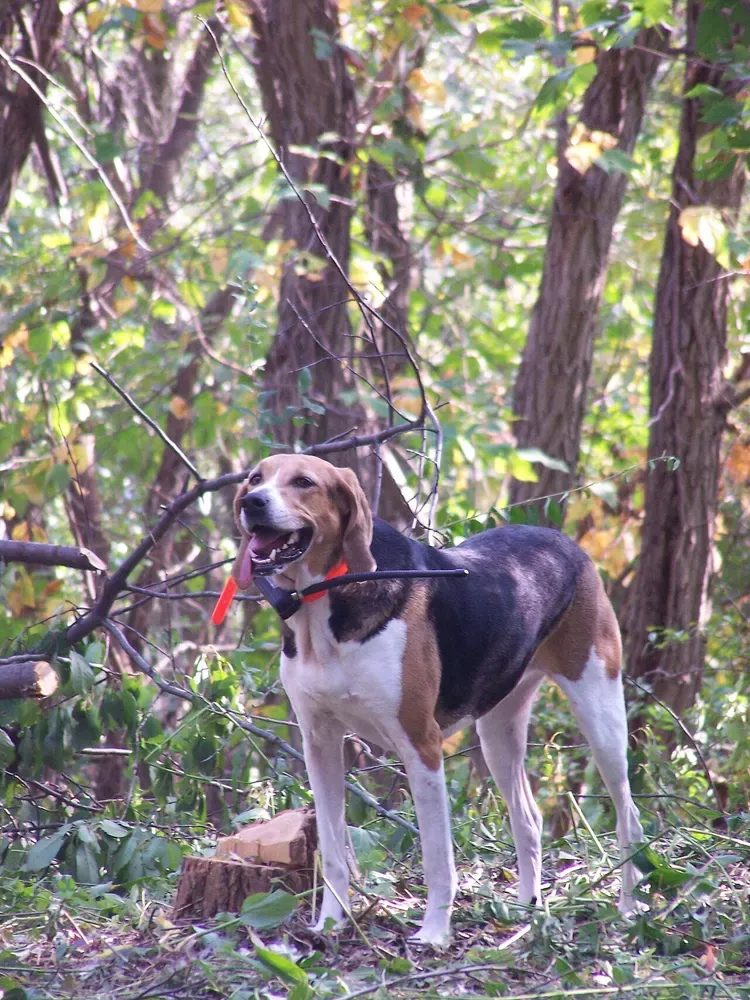 Foxhound americano: foto 4