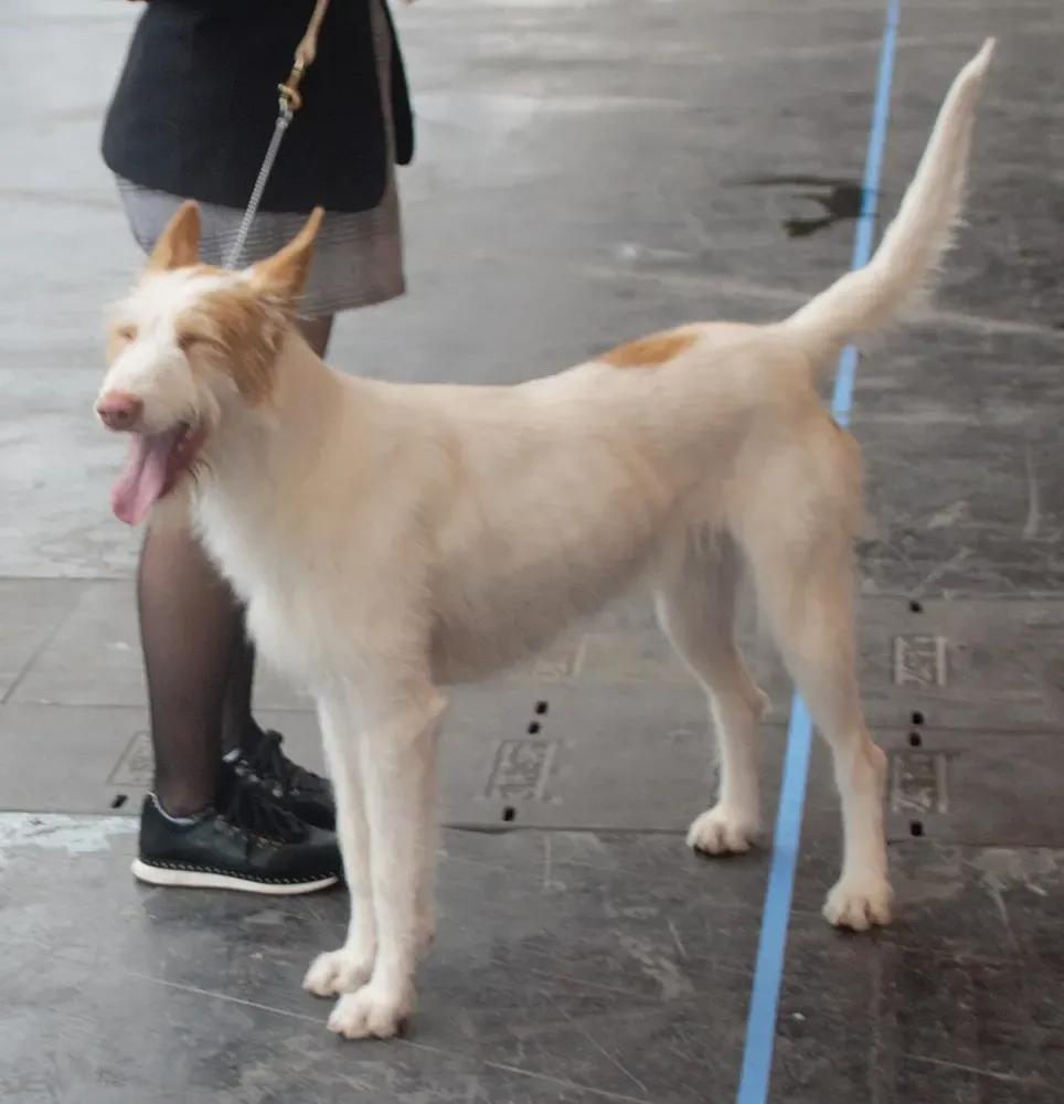 Podenco andaluz: foto 4