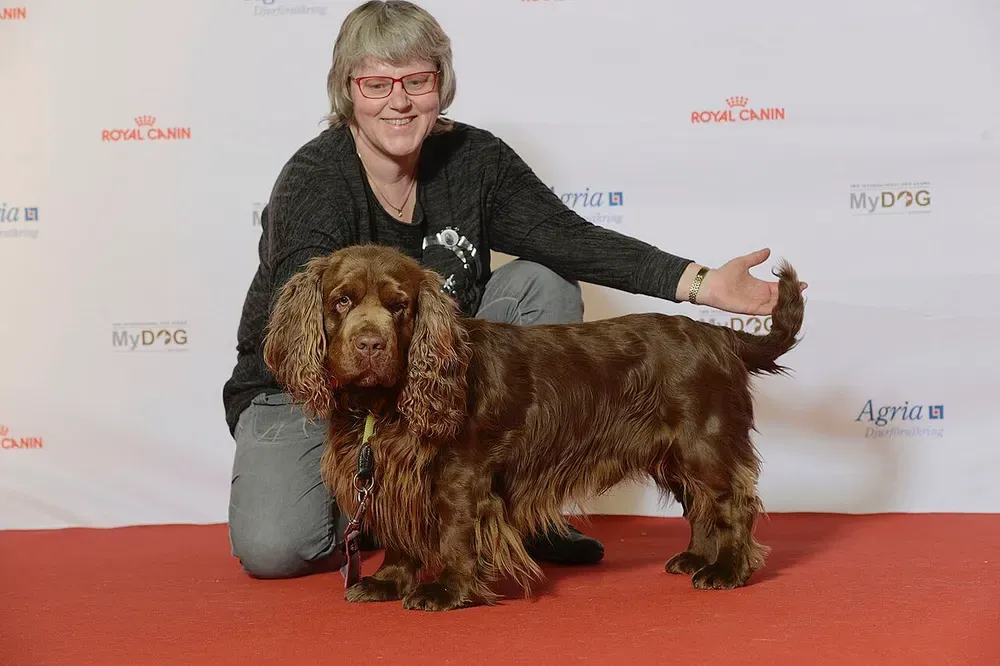 Sussex spaniel: foto 4