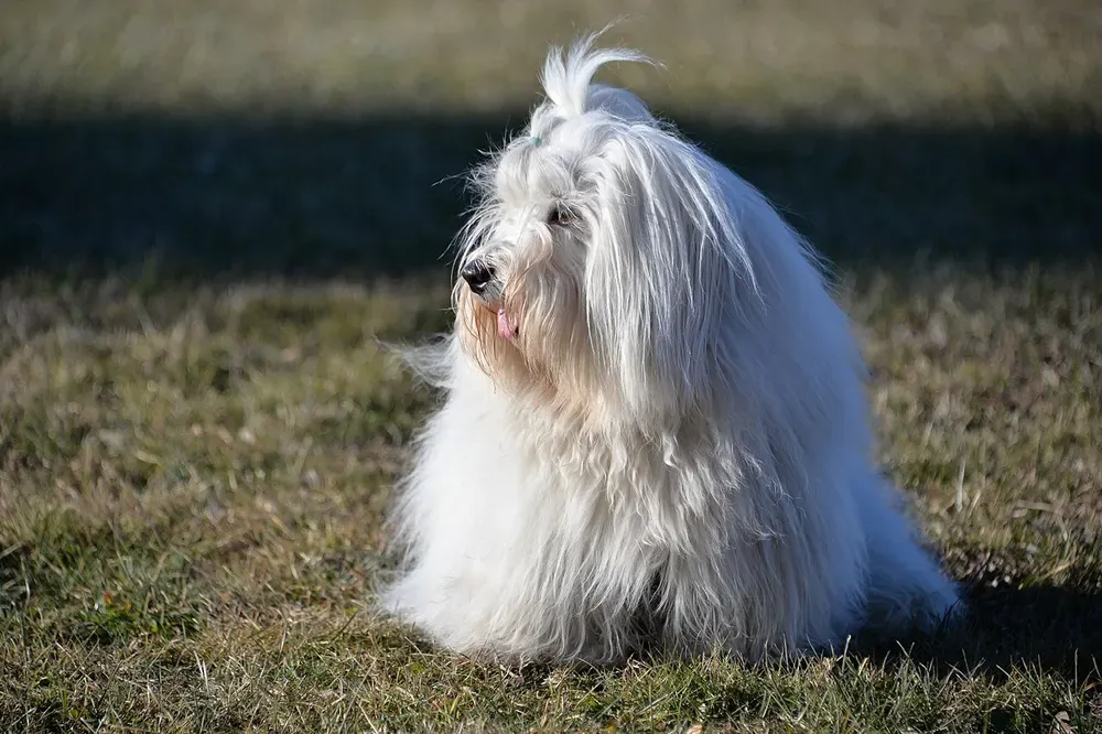 Coton de Tulear: foto 4