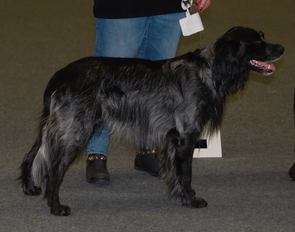 Spaniel azul de Picardía: foto 4