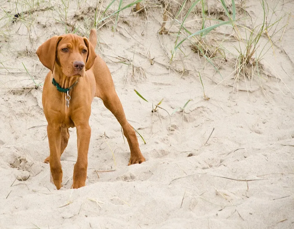 Braco húngaro (Vizsla): foto 4