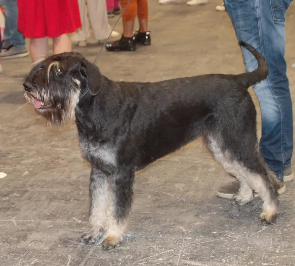 Schnauzer gigante: foto 4