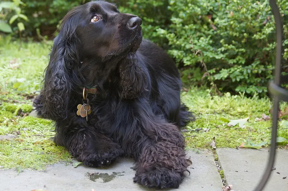 Field spaniel: foto 4