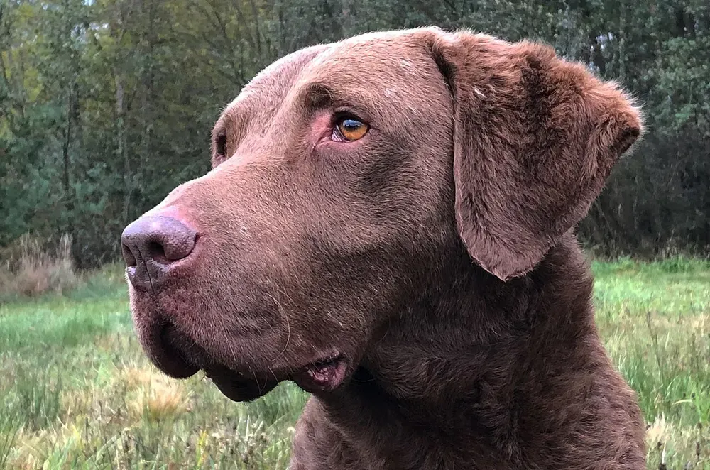 Chesapeake Bay retriever: foto 4