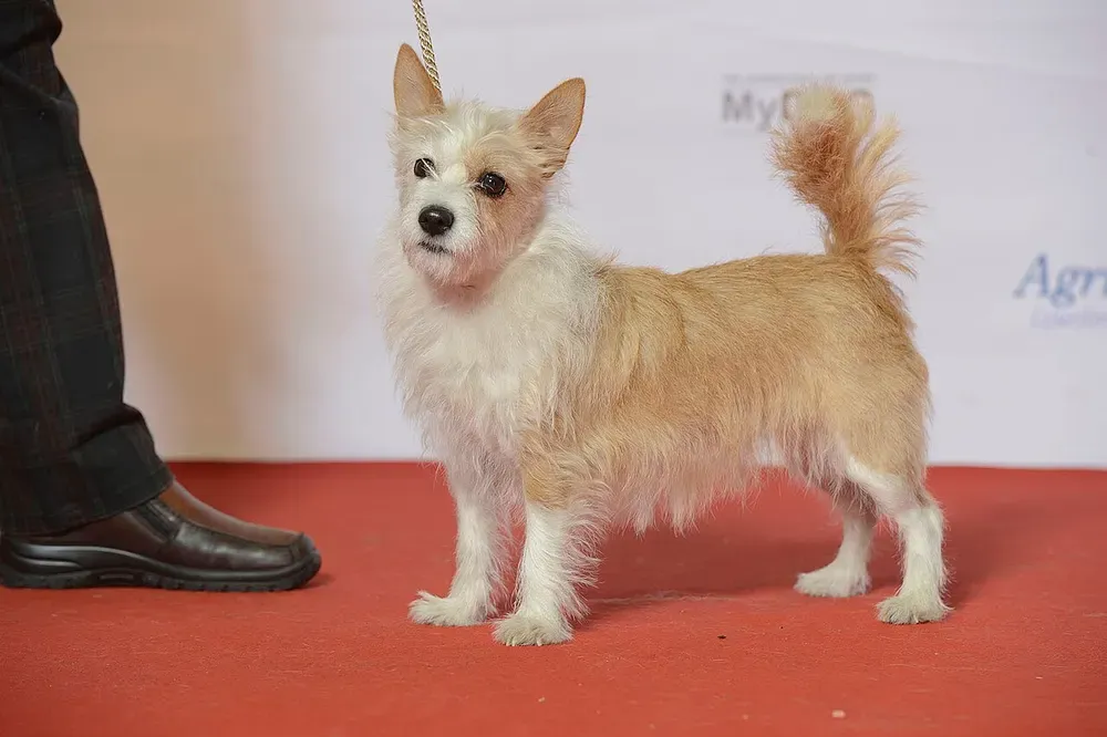 Podenco portugués: foto 4