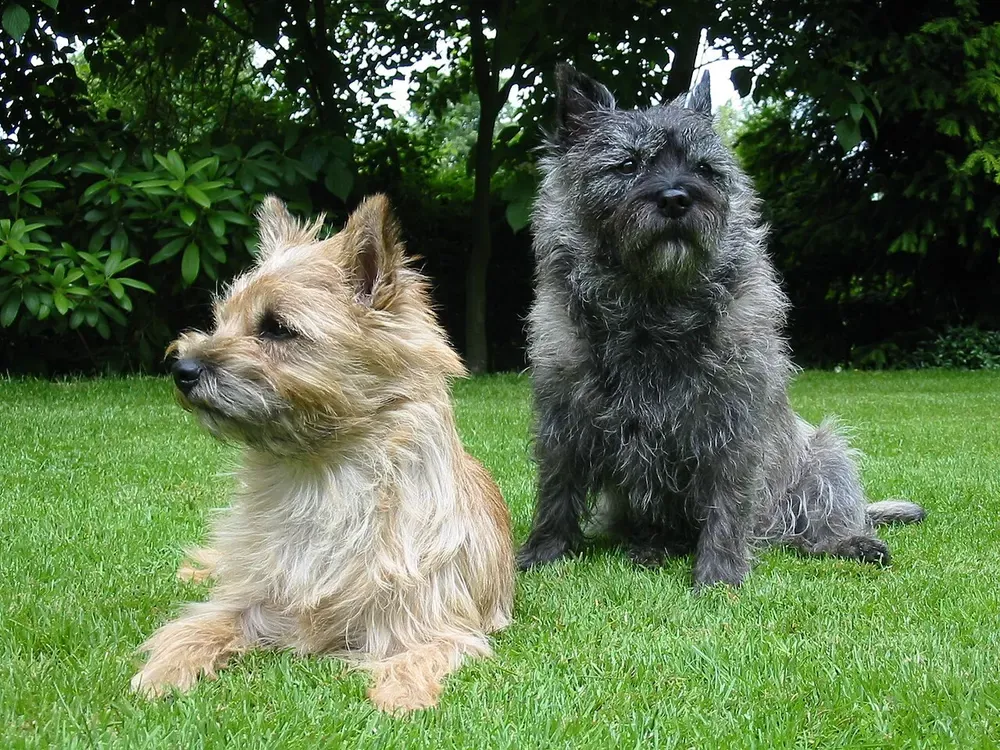 Cairn terrier: foto 4
