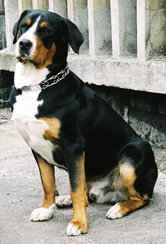Gran boyero suizo: foto 4