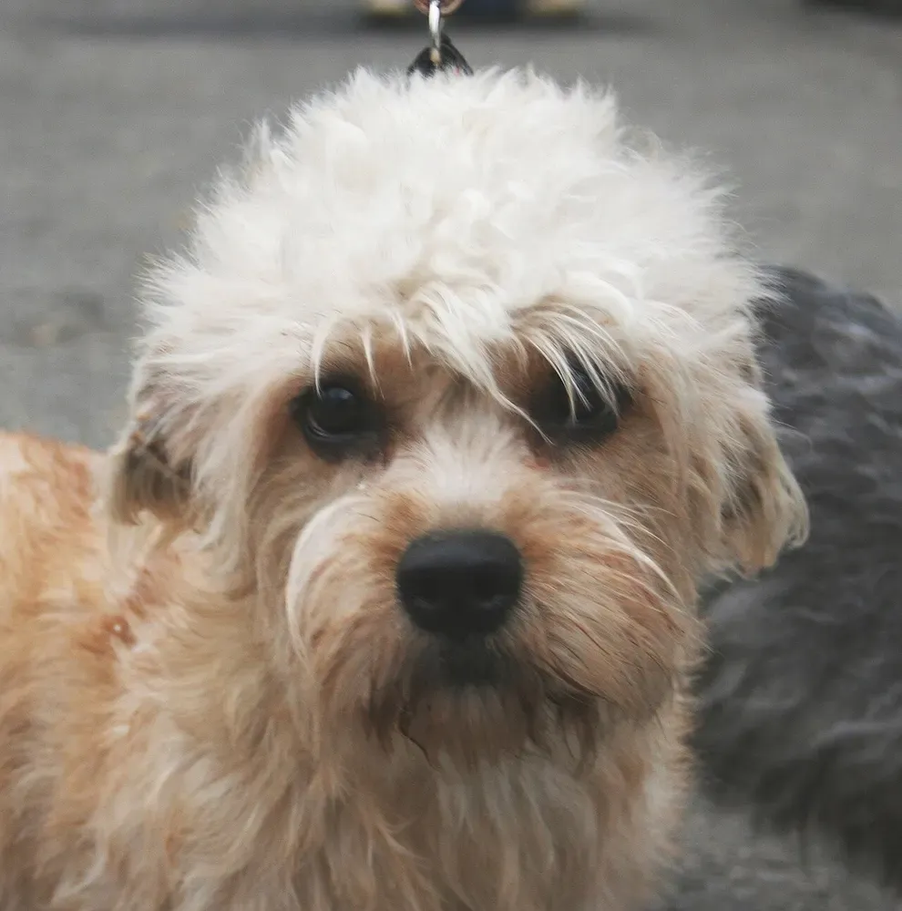 Dandie Dinmont terrier: foto 4